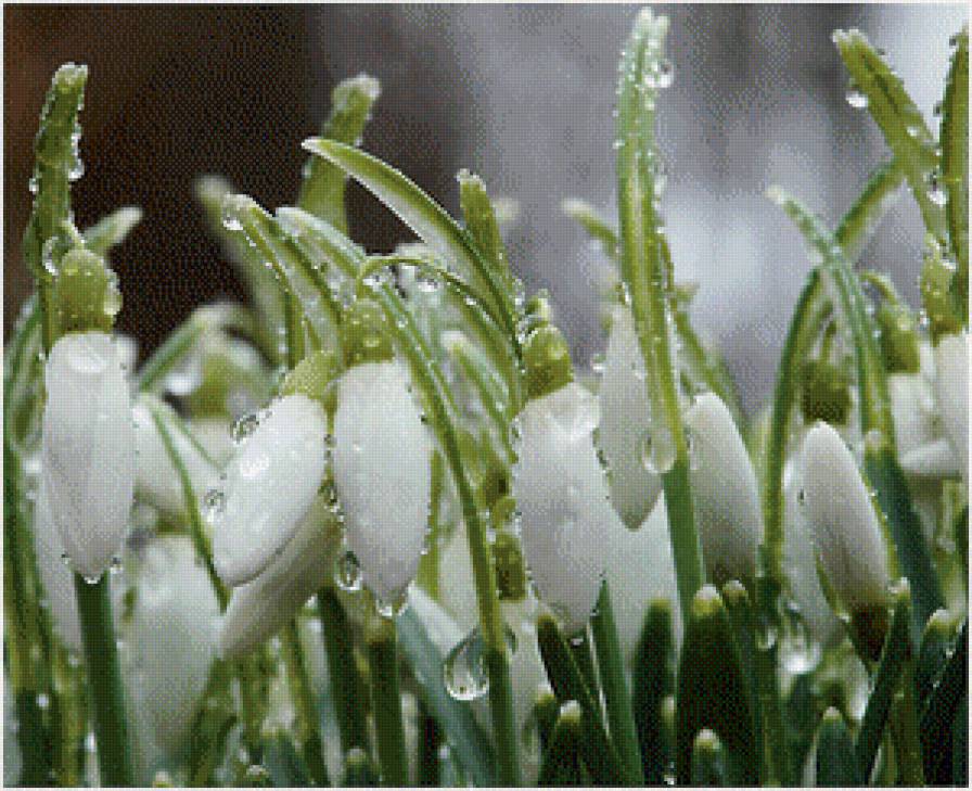 Подснежники - предпросмотр