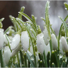 Подснежники