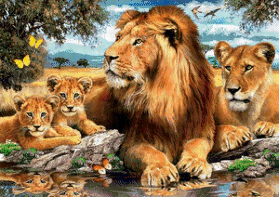 Семья львов - львы, животные, семья - предпросмотр