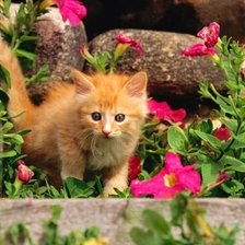 Схема вышивки «котенок»