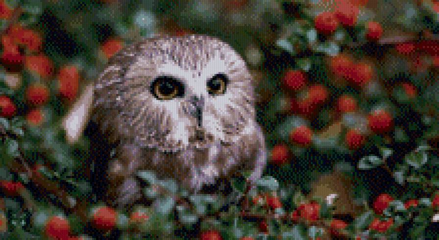 совушка - предпросмотр