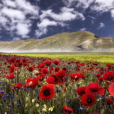 Схема вышивки «маковое поле»