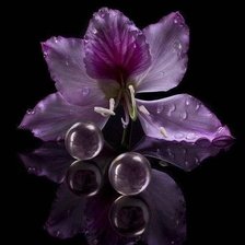 Схема вышивки «Лилия на черном»