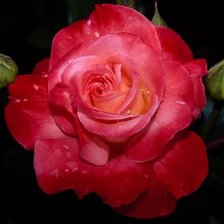 Схема вышивки «Роза»