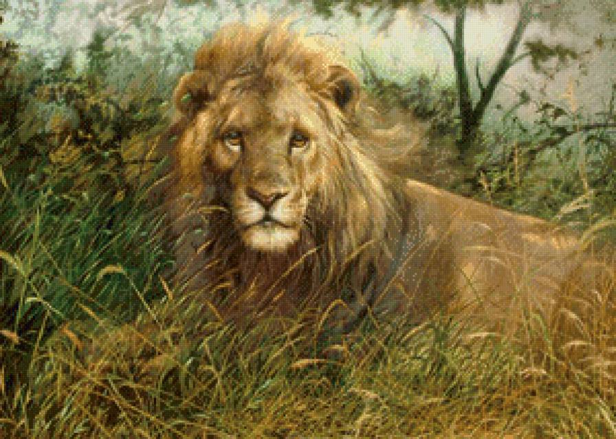 Лев - лев, саванна, картины, животные - предпросмотр