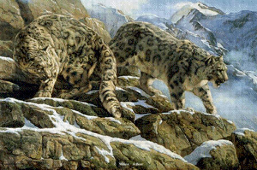 Снежные барсы - снежный барс, картины, животные, горы - предпросмотр