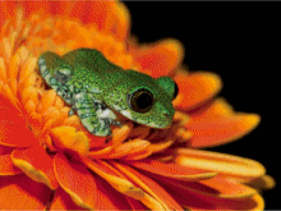 Лягуха - предпросмотр