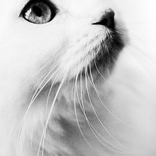 Схема вышивки «Кошечка»