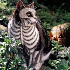 Схема вышивки «Арт-котэ»