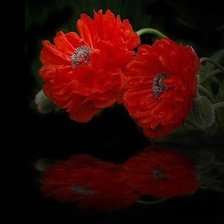 Схема вышивки «Маки»