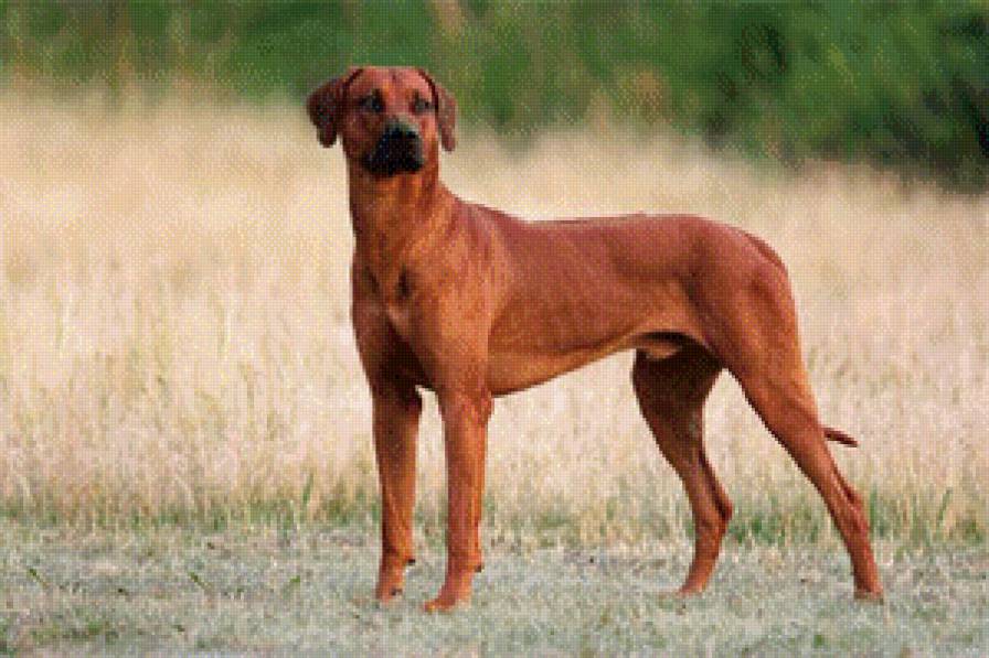 Риджбек - собаки, риджбек - предпросмотр