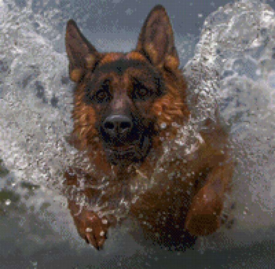 купание - животные, собака - предпросмотр