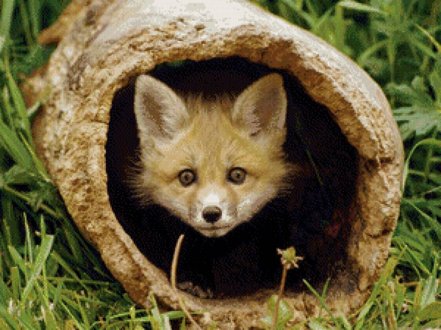 лисенок - предпросмотр