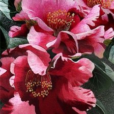 Схема вышивки «пионы»