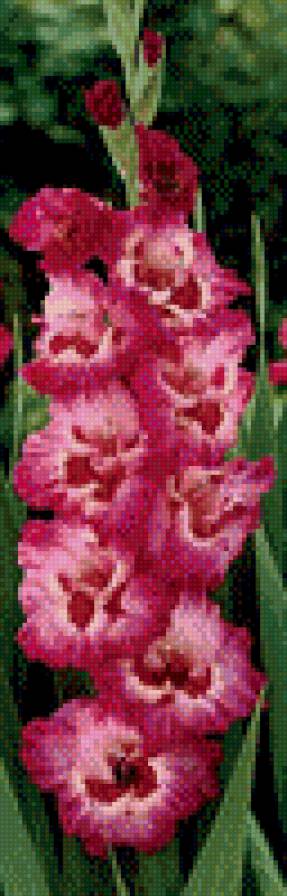 Гладиолус - предпросмотр