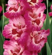 Схема вышивки «Гладиолус»