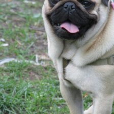 Схема вышивки «Мопс»