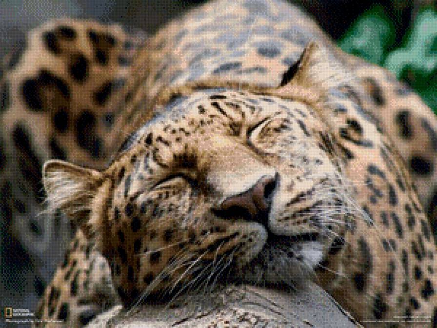 Спящий леопард - предпросмотр