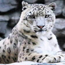 Схема вышивки «Белый леопард»