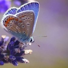 Схема вышивки «Мотылек»