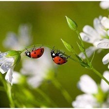 Божьи коровки