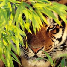 Схема вышивки «№726356»