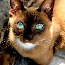 Схема вышивки «№726446»