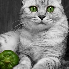 Схема вышивки «зеленоглазый красавец»