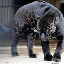 Схема вышивки «Единственный»