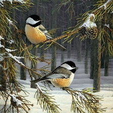 птички синички