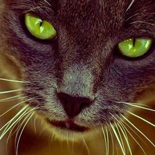 Схема вышивки «животные»