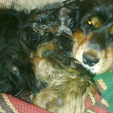 Схема вышивки «Лютя»