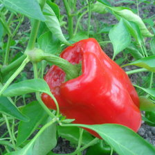 Схема вышивки «Сладкий перчик»