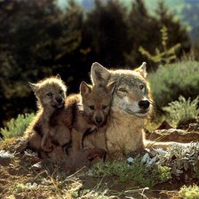 Схема вышивки «№727041»