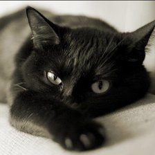 Схема вышивки «кошка»