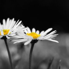 Схема вышивки «белое-черное»