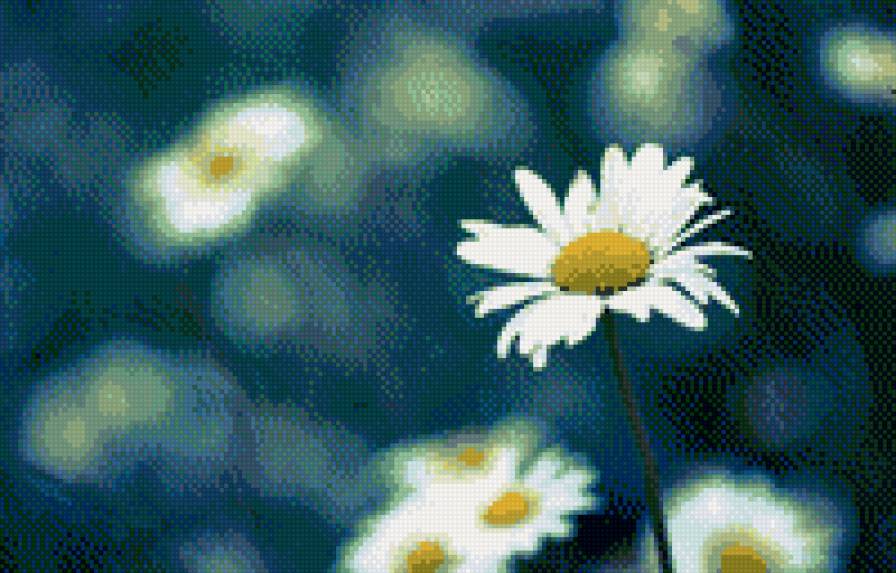 ромашка - монохром, цветок - предпросмотр