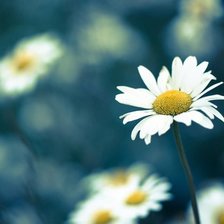 Схема вышивки «ромашка»