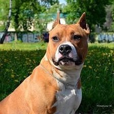 Схема вышивки «№727070»