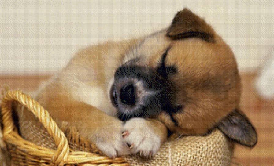 щенок - собака, щенок - предпросмотр