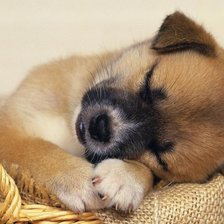 Схема вышивки «щенок»