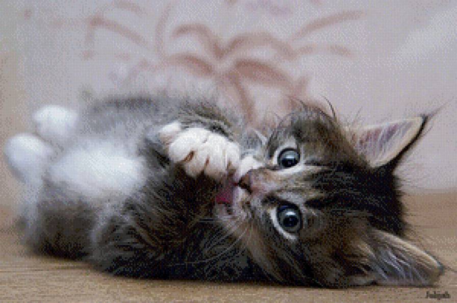 котенок - кошка, котенок - предпросмотр