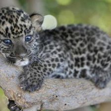 Схема вышивки «барсик»