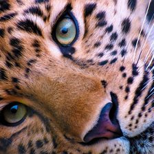 Схема вышивки «леопард»