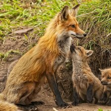 лисья семья