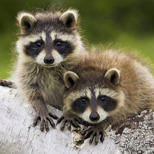 Схема вышивки «еноты»