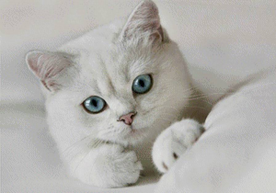 белая киса - белая кошка - предпросмотр