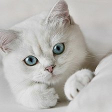 Схема вышивки «белая киса»