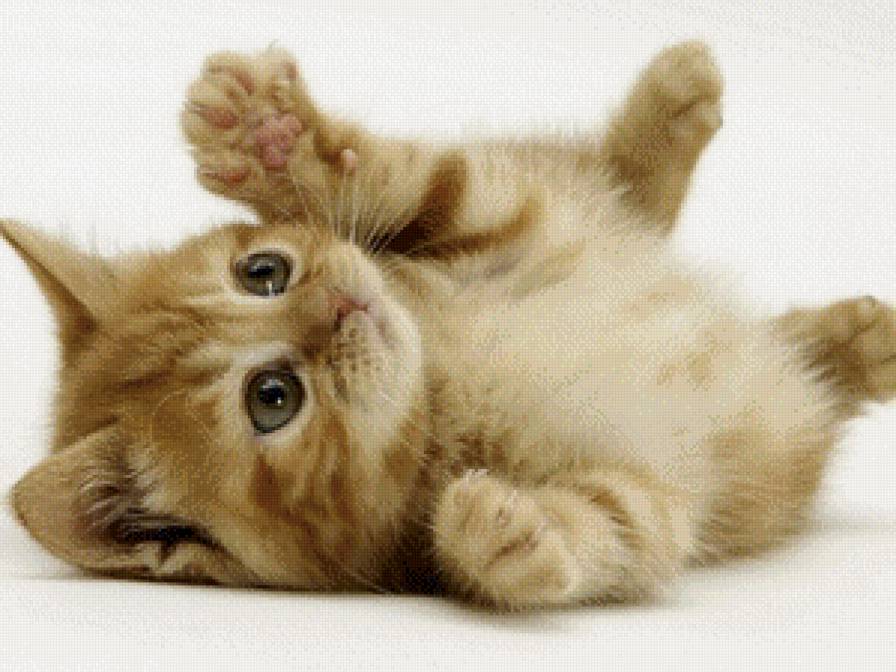 котенок - котенок - предпросмотр