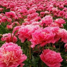 Схема вышивки «пионы»